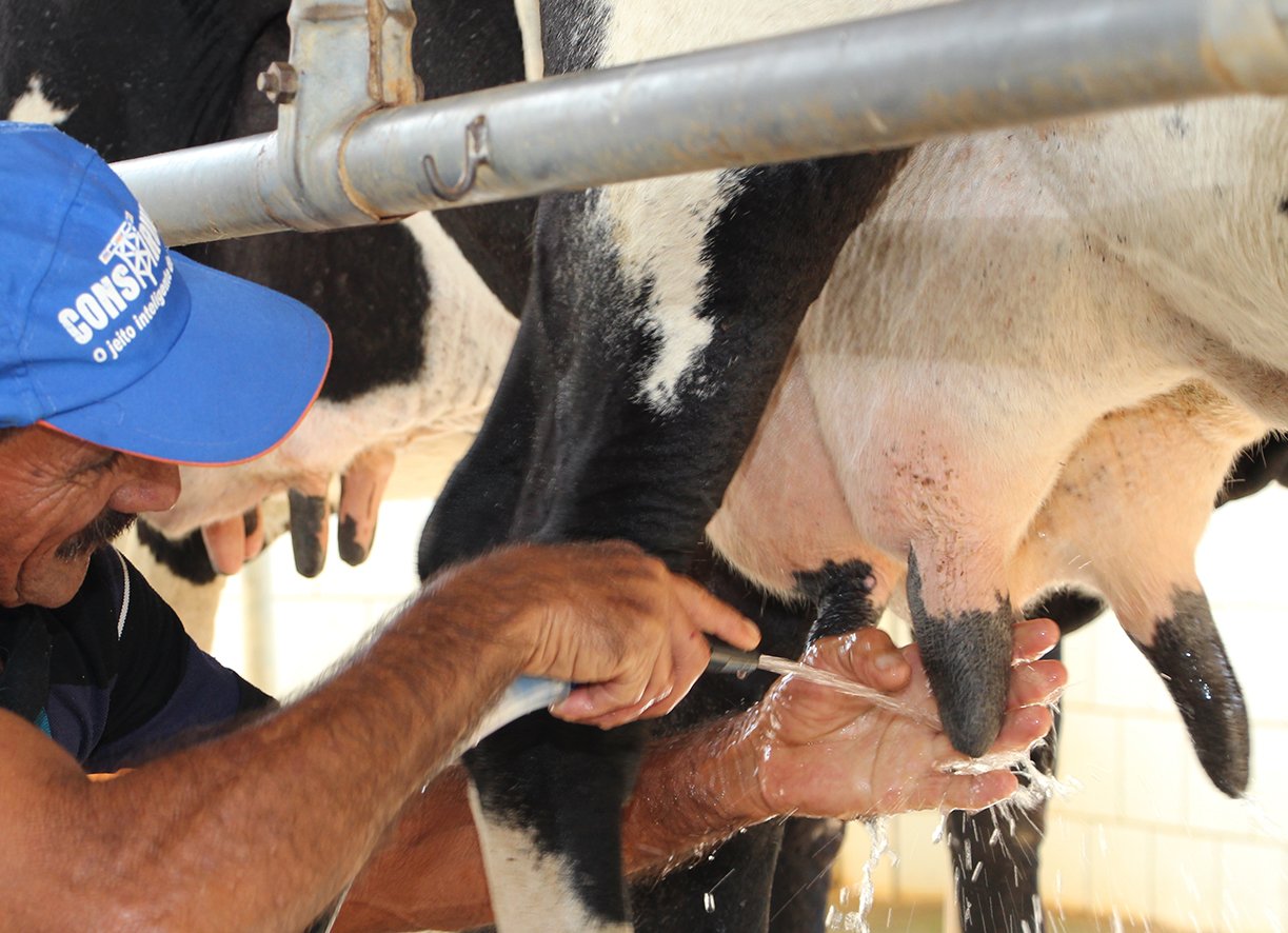 IMG_9024 Os programas de prevenção e controle da mastite são baseados em práticas de manejo na ordenha