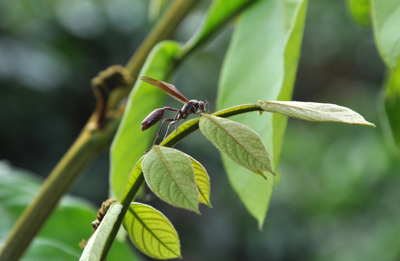 27.10.14 - Vespa predadora - cre?dito Madelaine Venzon