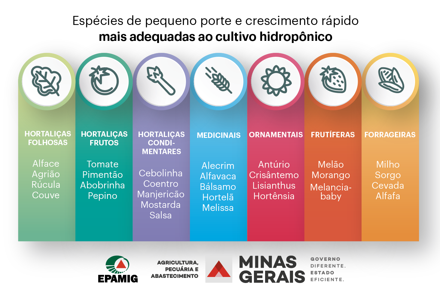 Cultivo hidropônico