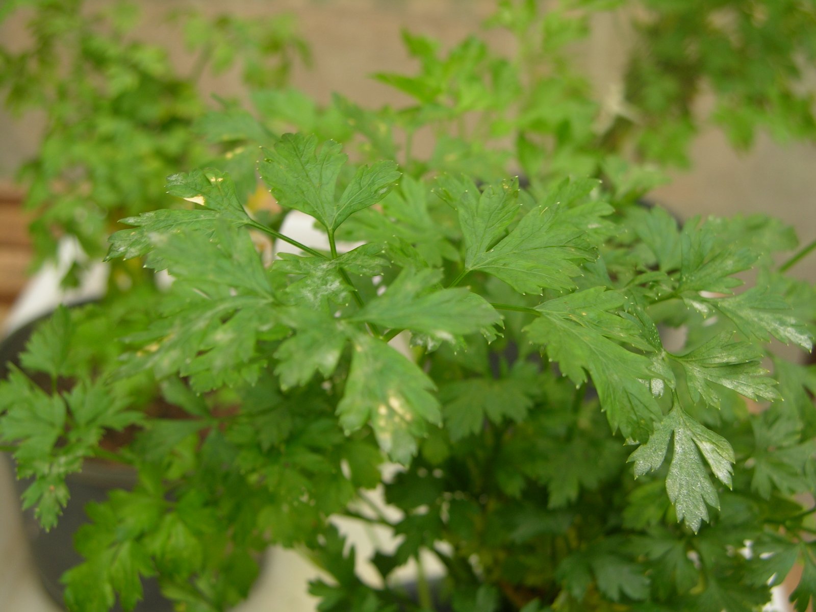 A?caro na Salsinha - Foto Madelaine Venzon