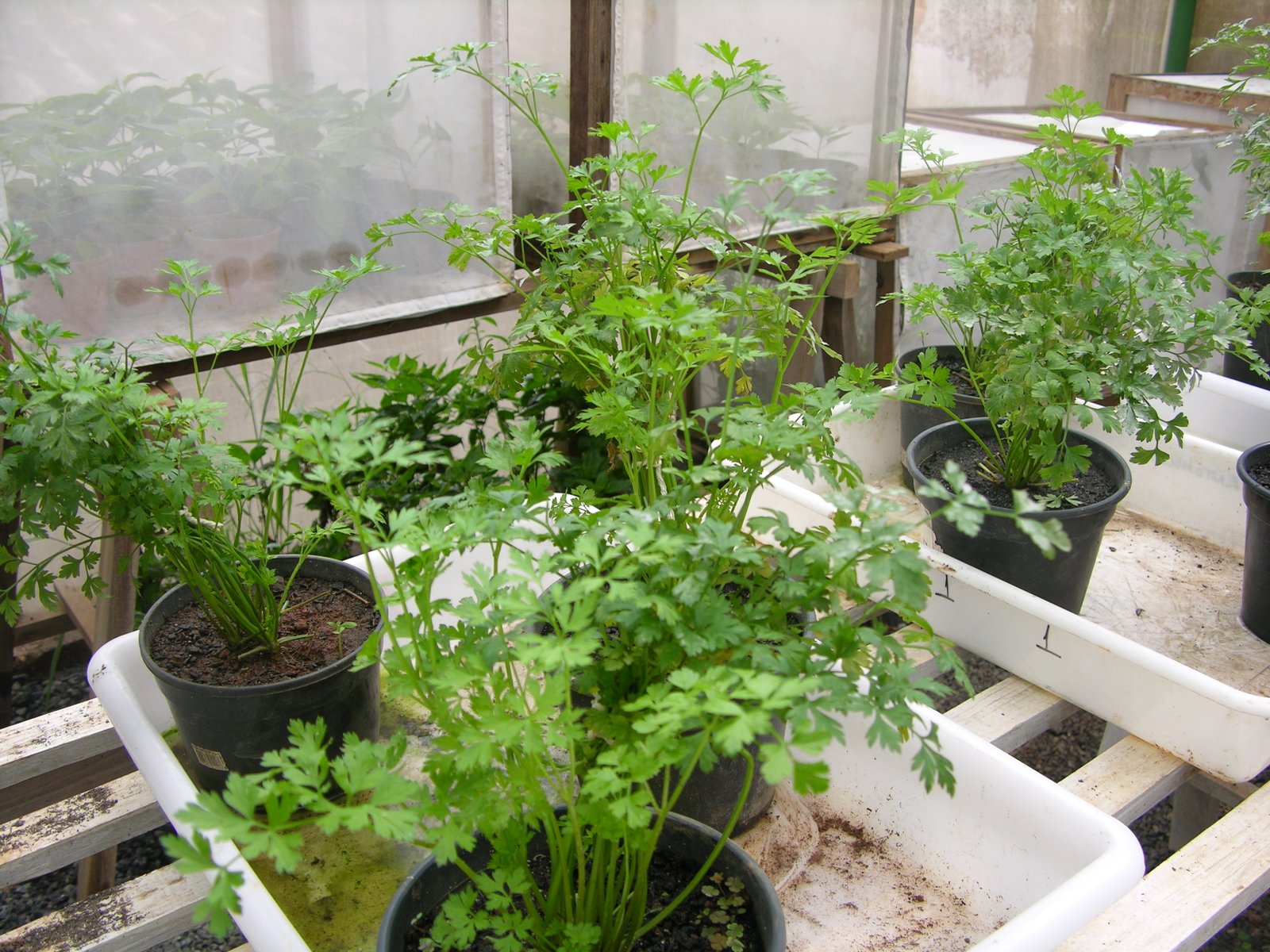 Salsinha (1) foto Madelaine Venzon