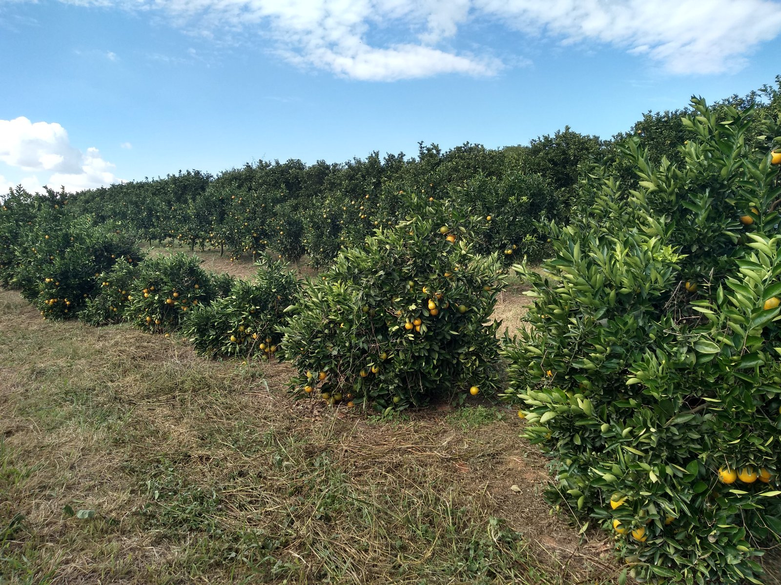 Pomar - foto Ester Ferreira