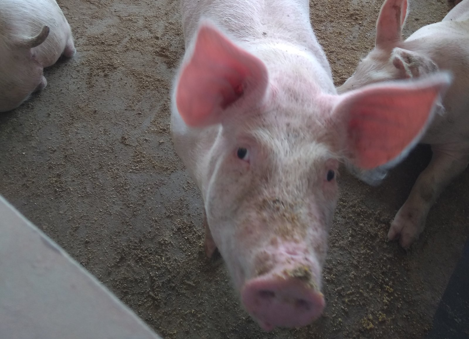 IMG_suinocultura