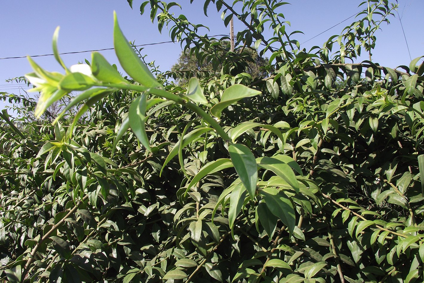 ora-pro-nóbis - crédito Erasmo Pereira