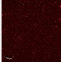 Microscopia: Leite homogeneizado