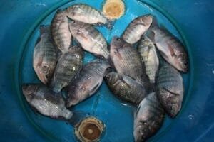 Tilapias criadas nos tanques abastecidos pelo biofiltro
